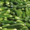 Sell Fresh french pickles gherkins (Bourgoundy)