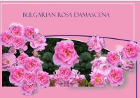 Sell Rose flower water