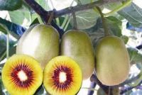 Sell  kiwi fruit