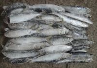 Sell Frozen Fish, (Mackerel, Sardine, Bonito, Round Scad)