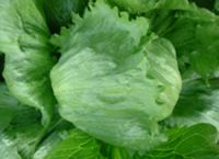 supply head lettuce whole year round