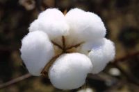 Sell :Raw Cotton