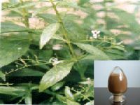 Sell  HERBA ANDROGRAPHITIS EXTRACT