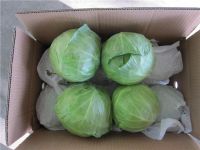 supply high quality cabbage (1-3kg)