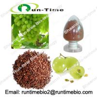Sell Grape seed extract OPC 95%