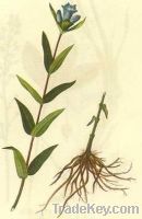 Gentian Root Extract