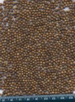 Coriander seeds