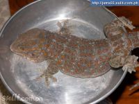 Sell Gecko Lizard \"TUKO\"