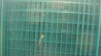 Sell galvanized welded wire mesh
