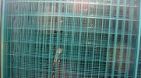 Sell pvc welded wire mesh
