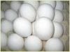 White Shell Table Eggs