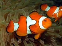 exporter of live tropical and ornamental fish