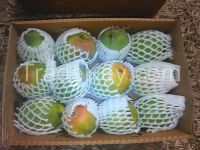 farm Alphonso & kesar mangoes