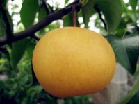 Sell Yuanhuang pear