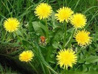 Dandelion flower sell (only dry)