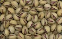 Sell Iranian Pistachio