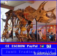 Sell museum indoor dinosaur skeleton of Triceratops