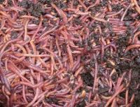 Sale of California earthworm
