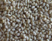 Sell Pine Kernels (950-1300 count)