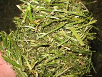Sell alfalfa dry and pellet