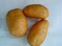 Want to sell Fresh Potato