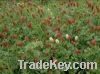 Sell Crimson Clover (Trifolium Incarnatum)