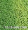 Sell Creeping Red Grass