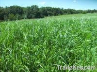 Sell Forage Oats