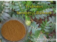 Sell Top Quality Tribulus terrestris Extract Powder with Saponins