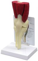 Sell Muscled Knee Model