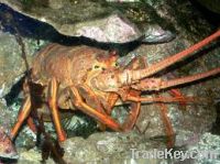 Live California Spiny Lobster