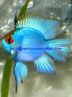 Electric Blue Ram