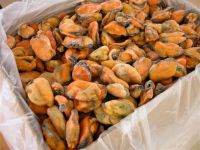 Cooked IQF frozen Mussel meat from Galicia - Spain