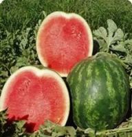 water melon seed oil