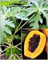 papaya seed oil