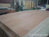 Sell Bintangor Plywood from Vietnam