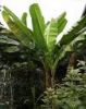 Sell Caribbean banana plants at the very best quality