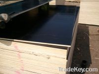Sell film face plywood