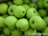 Sell of Golden Delicious Apples from Poland