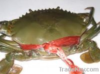 Sell  (Live Mud Crab) Scylla serrata from the Philippines