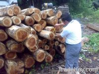 teak logs from Ecuador