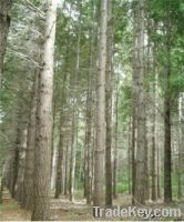 pine logs radiata and patula