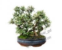 bonsai/potplant/inddor plant/ulmus/plantation/10cm-60cm