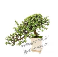 bonsai/potplant/indoor plant/crassula/cascade/10cm-60cm