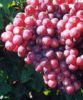 Sell  Grape Seed Extract