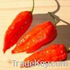 Bhut Jolokia