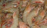 Sell HO White shrimp block frozen 20/30 AND 30/40