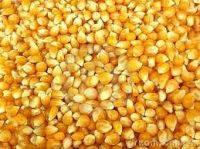  Maize | Maize Exporter | Corn Grain Seller | Maize Buyer | Bulk Maize Grain Importer | Corn bean Buyer | Corn bean Wholesaler | Corn Grain Manufacturer | Best Quality Corn Grain | Cheap Maize Supplier | Low Price Corn | Yellow Corn | White Cron | Baby Ma