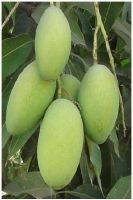 FRESH DUSSHERI MANGOES