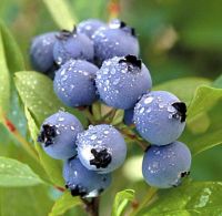 Sell  Bilberry *****